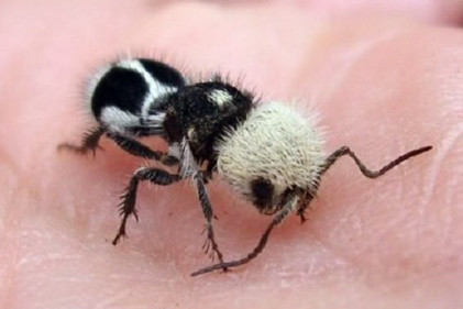 常见的蚂蚁图片,最常见的蚂蚁种类图片