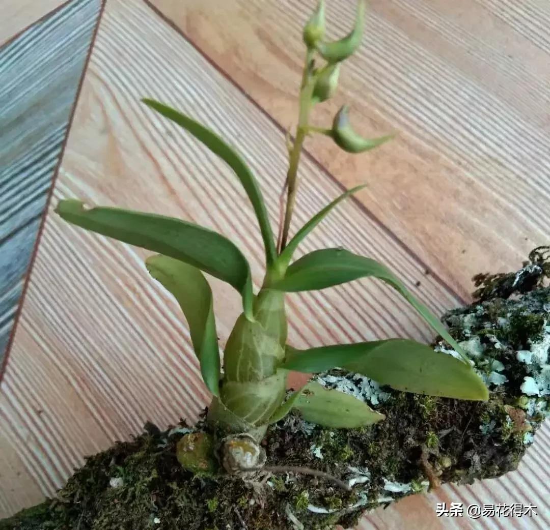 珍虫石斛什么档次,珍虫石斛花的介绍