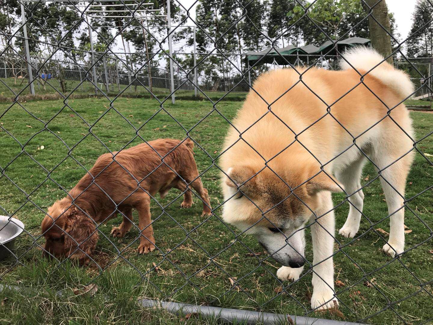 寄养狗狗的场所会丢失狗狗吗,寄养狗狗狗狗会伤心吗