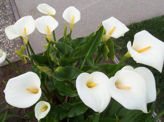 马蹄莲为什么第二年就不开花了,马蹄莲什么原因不开花