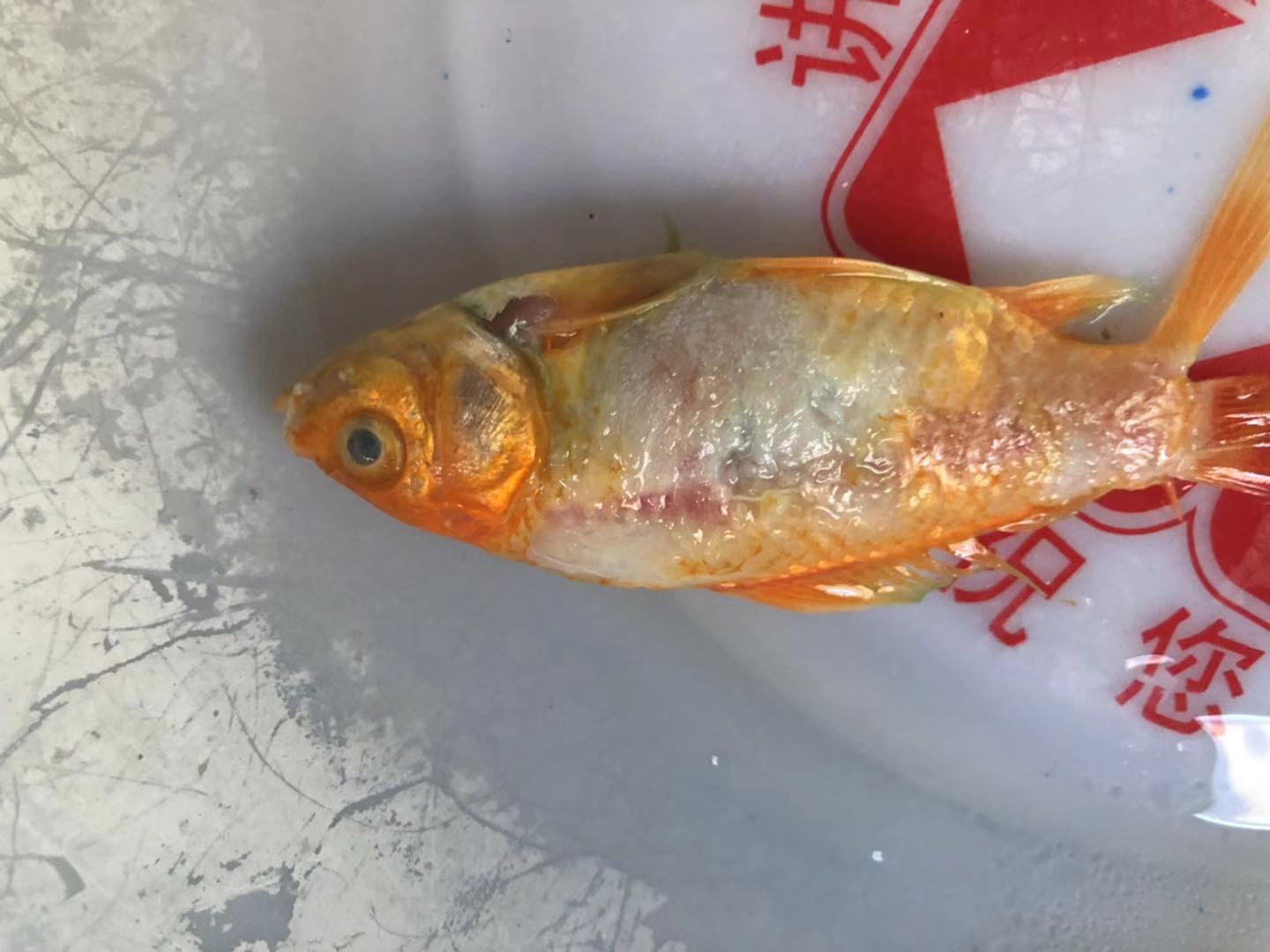 水霉病还有救吗,水霉病观赏鱼怎么治疗