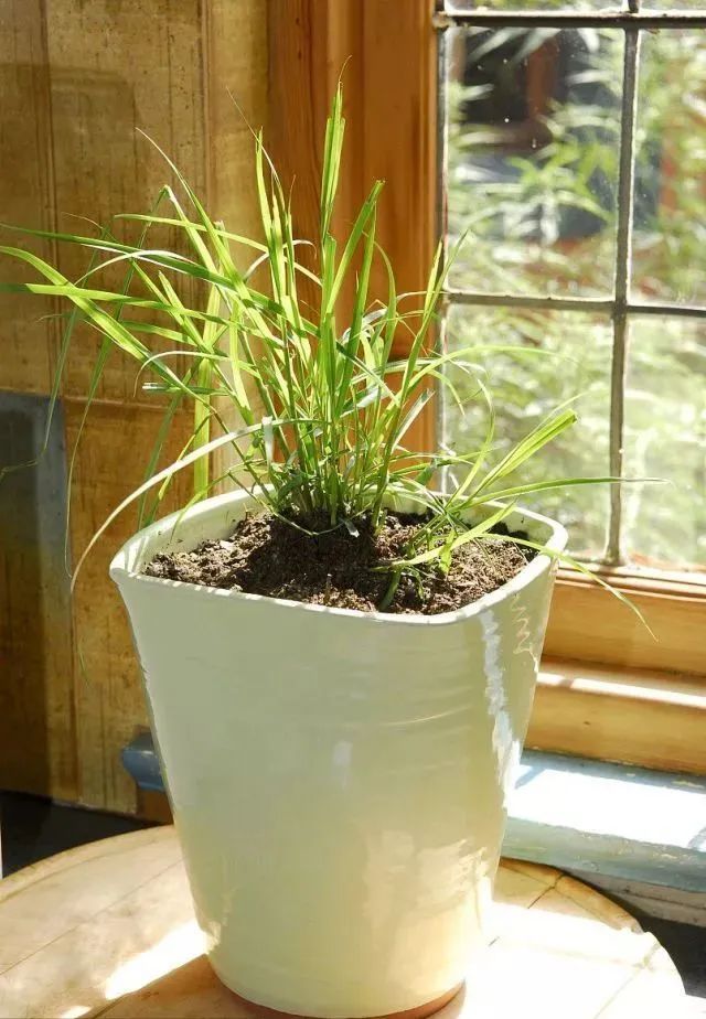 盆栽必备杀虫药,盆栽驱虫剂