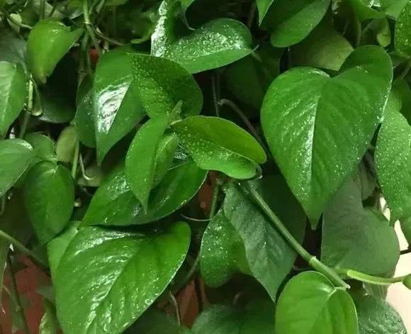 绿萝怎么养才能更旺盛生活小技巧,绿萝冬天怎么养才能更旺盛小妙招