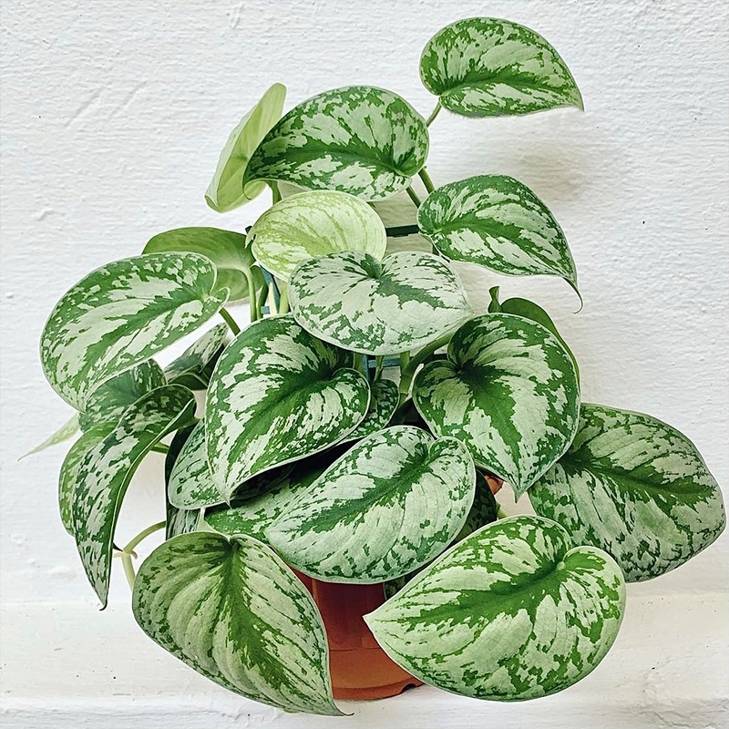 100种绿植大全,50种盆栽绿植花卉大全