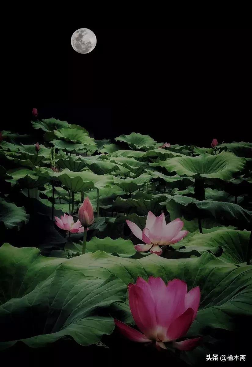 夏夜诗词佳句：松间小槛接波平，月澹烟沉暑气清