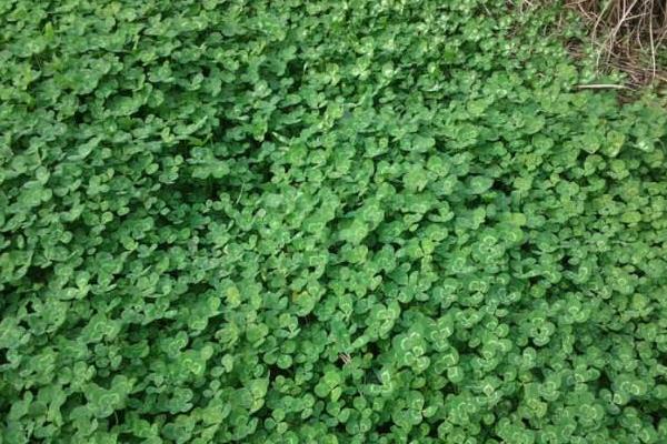 幸运草种子的种植方法和注意事项,幸运草的种子长什么样子