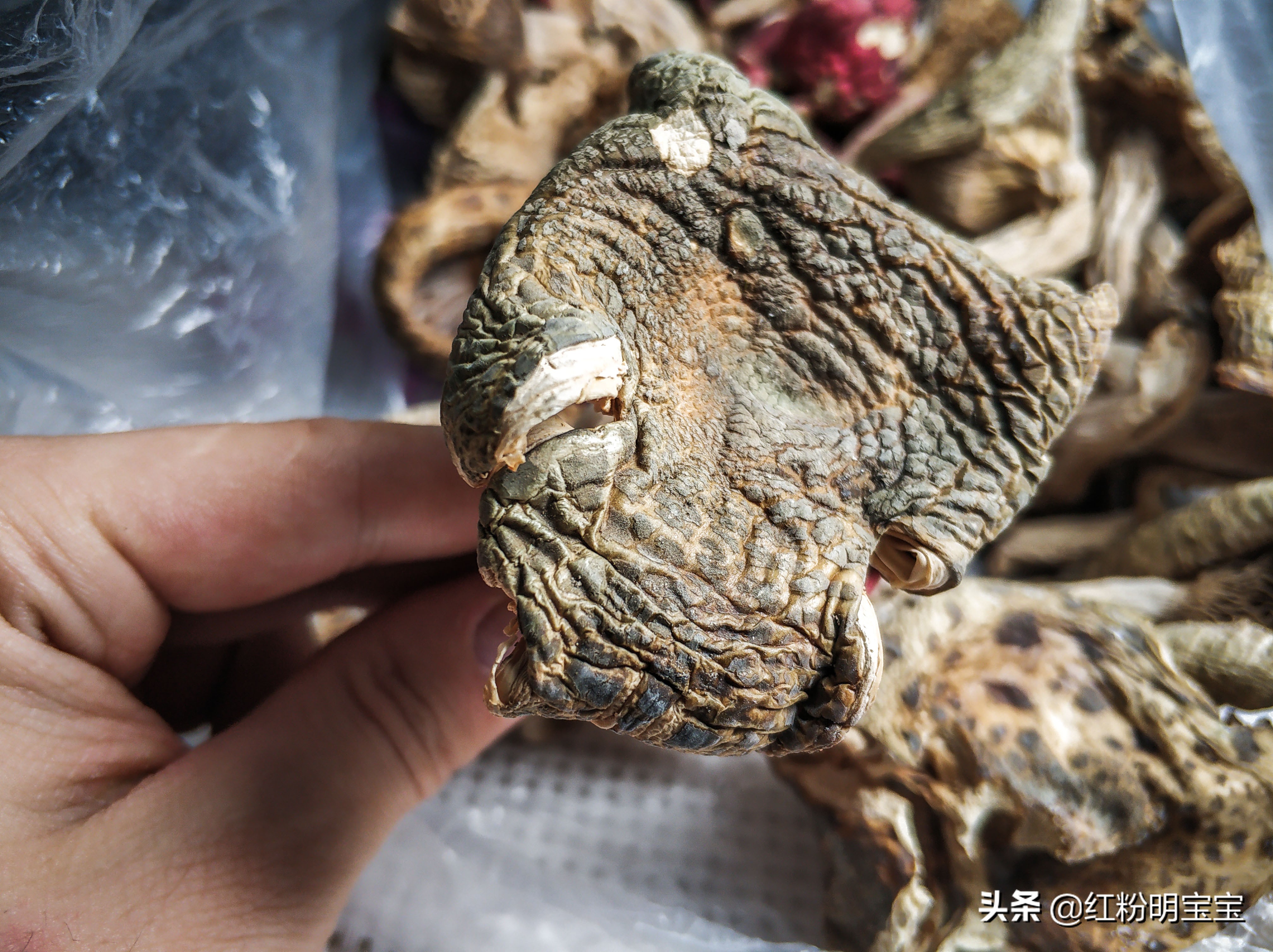 野生蘑菇,大山里的美味牛肝菌|红菇,有钱也很难买得到