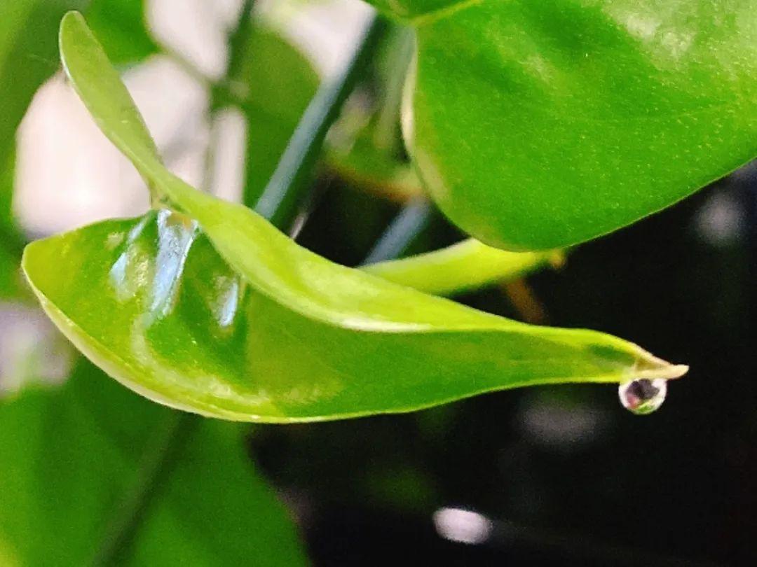 花叶子冒水珠怎么养,花叶子哗哗掉