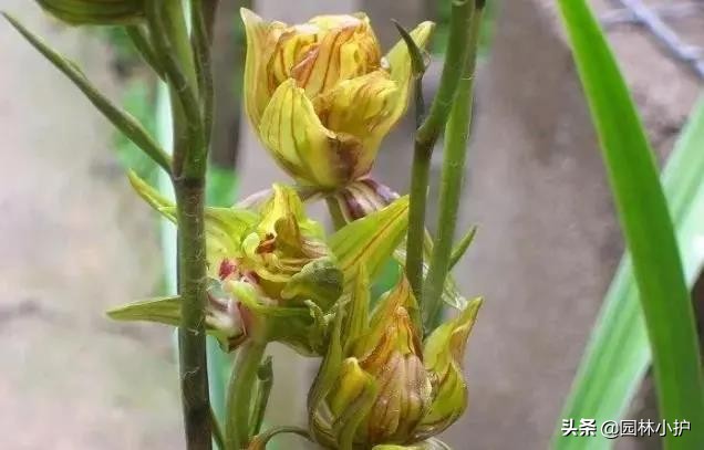 新手养兰花选择什么花,最好养的兰花四季兰品种