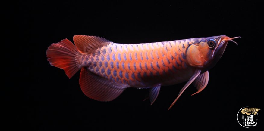 龙鱼发色用太阳好还是灯好,龙鱼发色灯和增艳灯区别