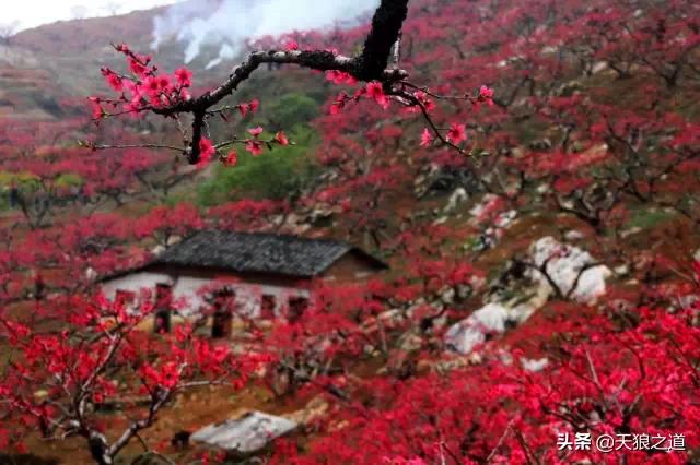 行摄美景东湖樱花园,行摄春天