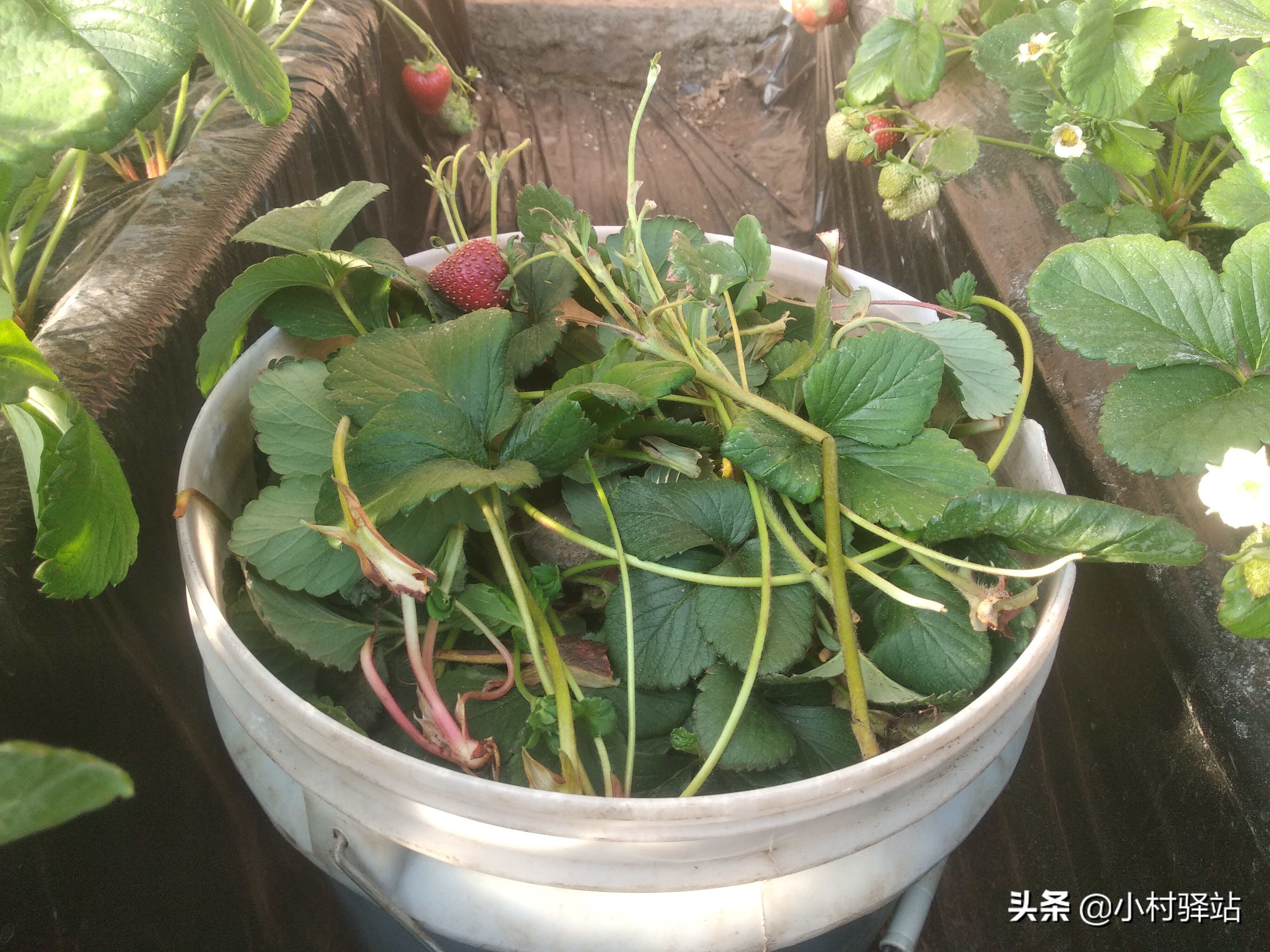 对付红蜘蛛用什么药,怎么对付红蜘蛛不用农药