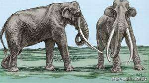 徐州最大象牙化石,亚洲象牙化石之王