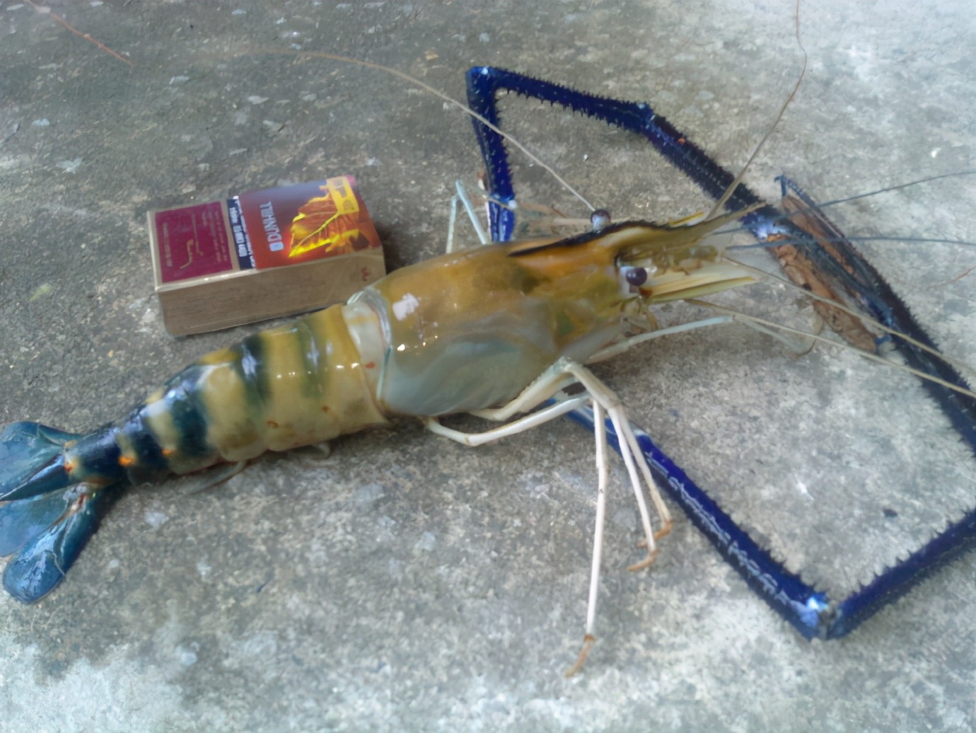 科普一下虾的种类什么梗,对虾的介绍及图片