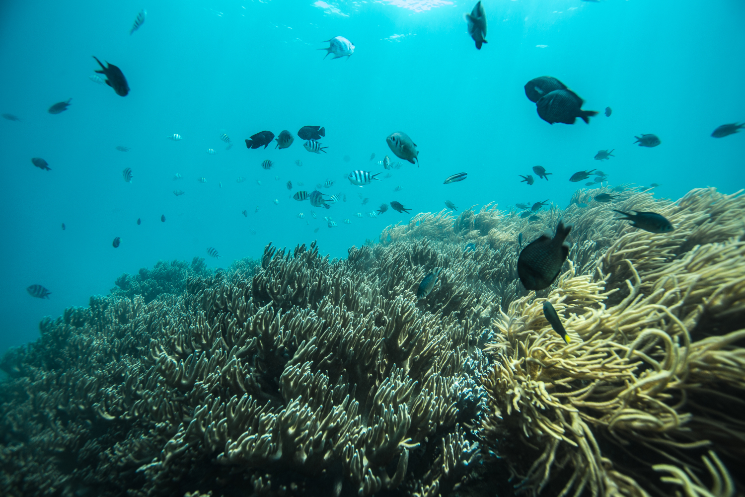 去三亚潜水哪个湾最好,三亚旅游潜水攻略自由行