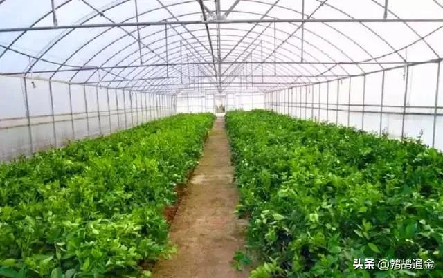 一亩蔬菜大棚种植能赚多少钱,蔬菜大棚种植什么最赚钱农村