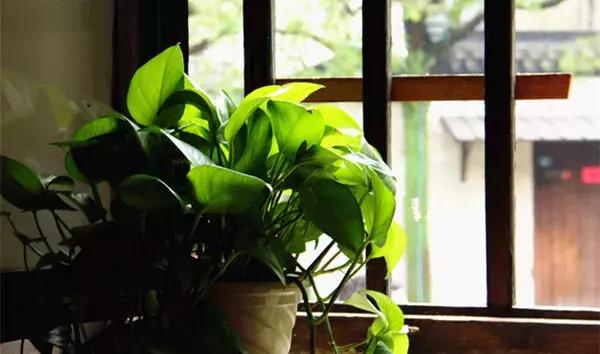 绿萝怎么养好爬满100个墙壁,绿萝怎么分盆养才能爆盆和爬满墙