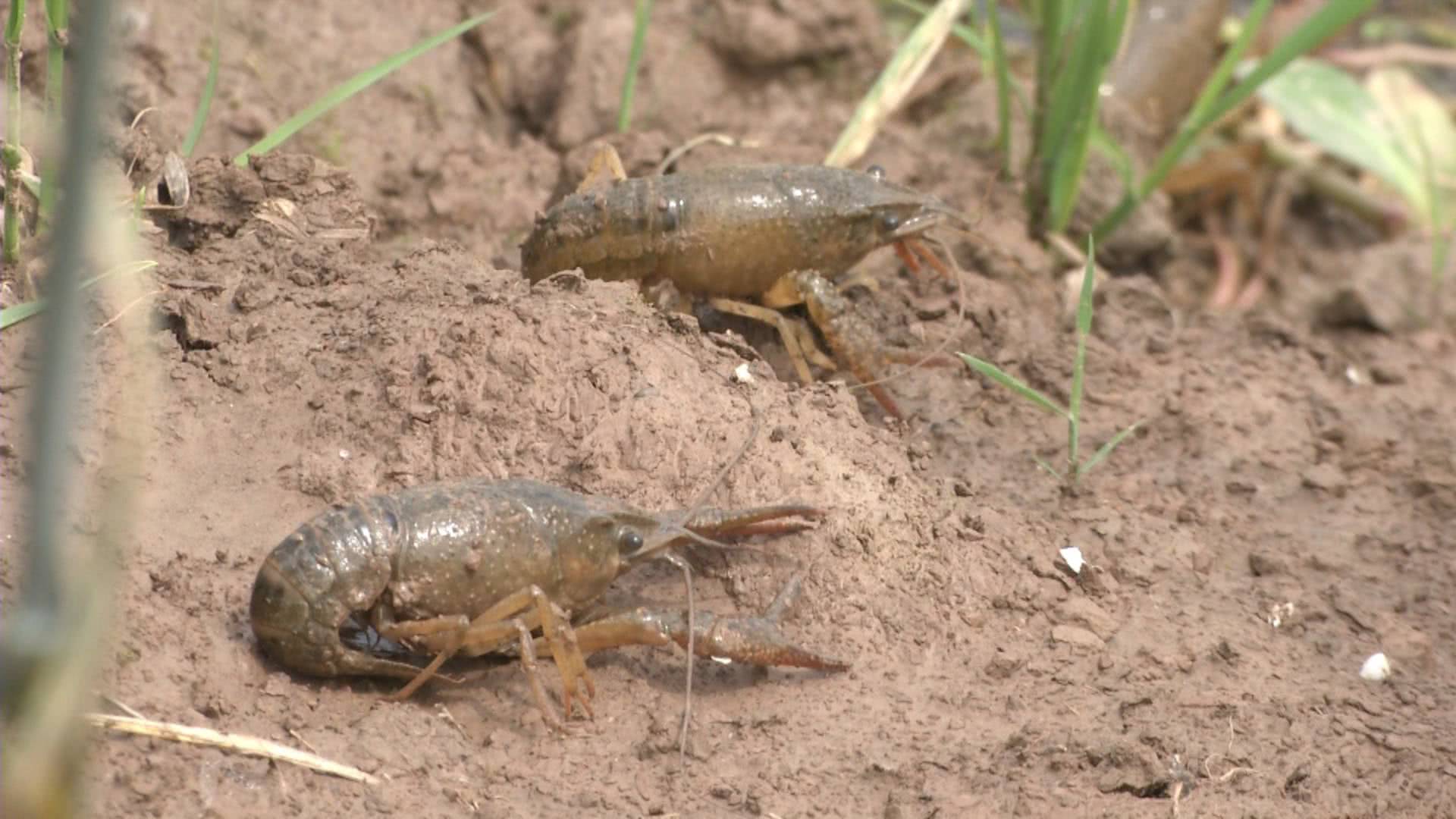 新手养虾遇难题，每天从虾塘里捞出大量“断腿”死虾，很着急！这是什么病？
