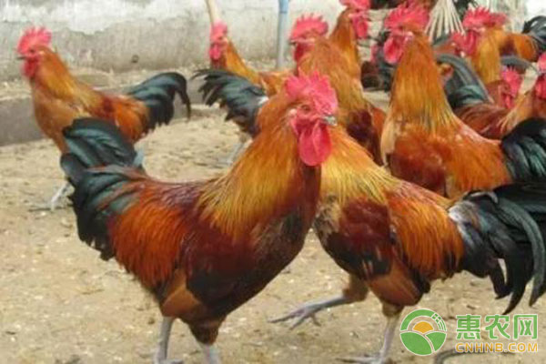 养鸡与鸡病防治第2版,养鸡防治鸡病的方法