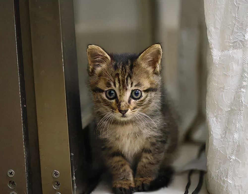 cfa赛级猫狸花猫,cfa认可狸花猫吗