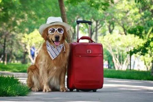 铲屎官领狗狗旅游,铲屎官不在家应该怎么安顿狗狗