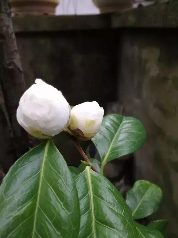 君子兰保命方法,君子兰神奇之处