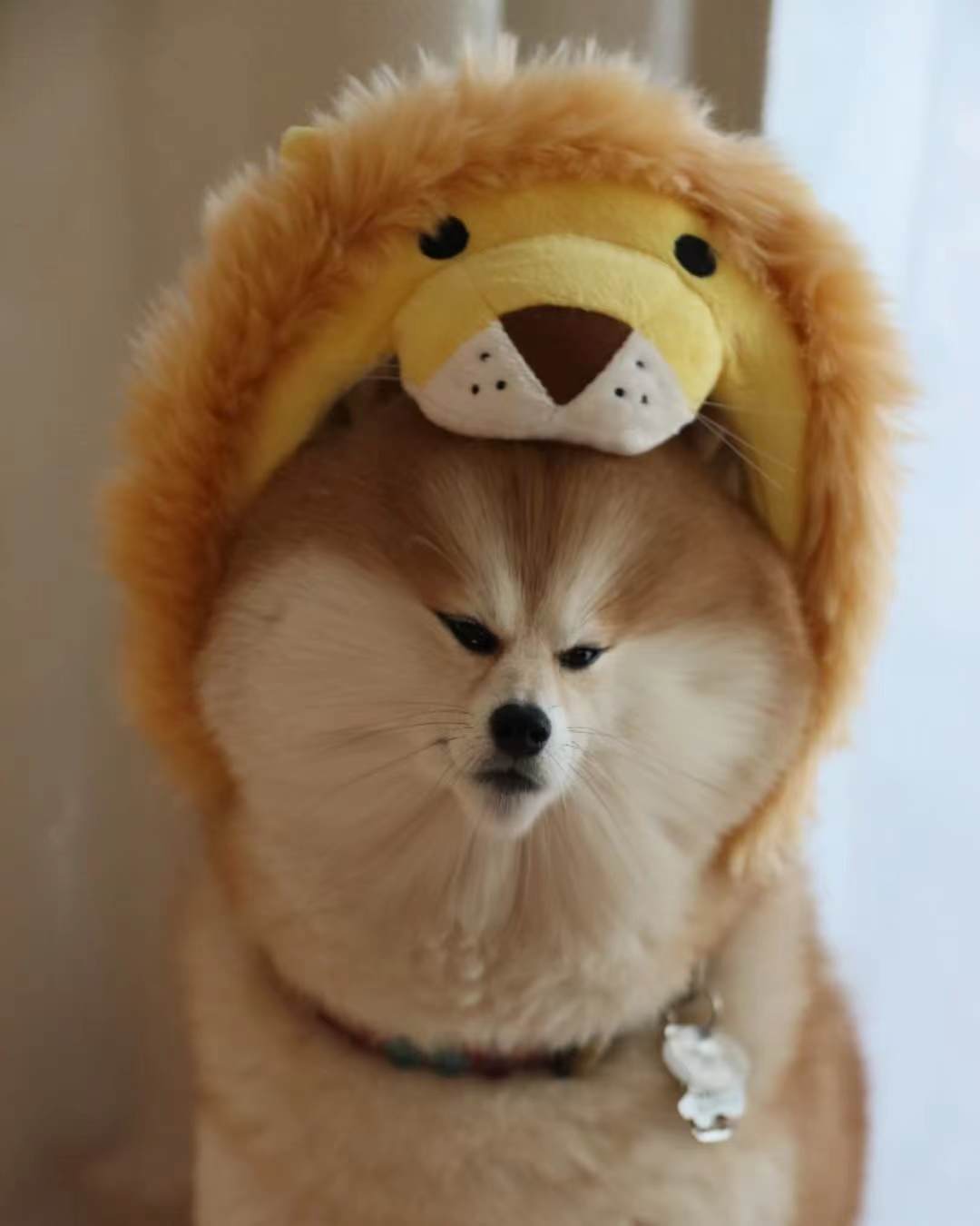 500元能买纯种柴犬吗,500块钱能买到什么样的品种柴犬