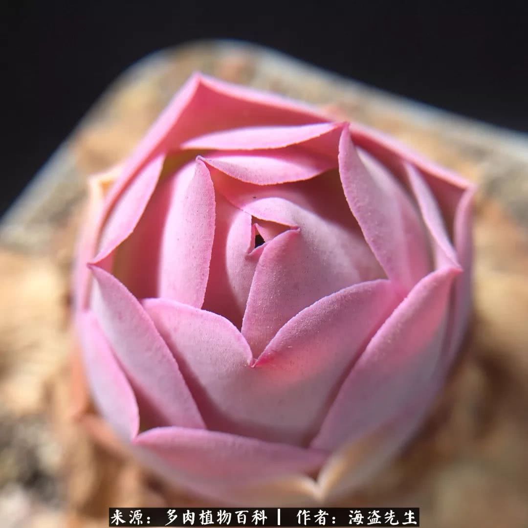 介绍多肉生长特点,多肉植物科普讲解图片视频