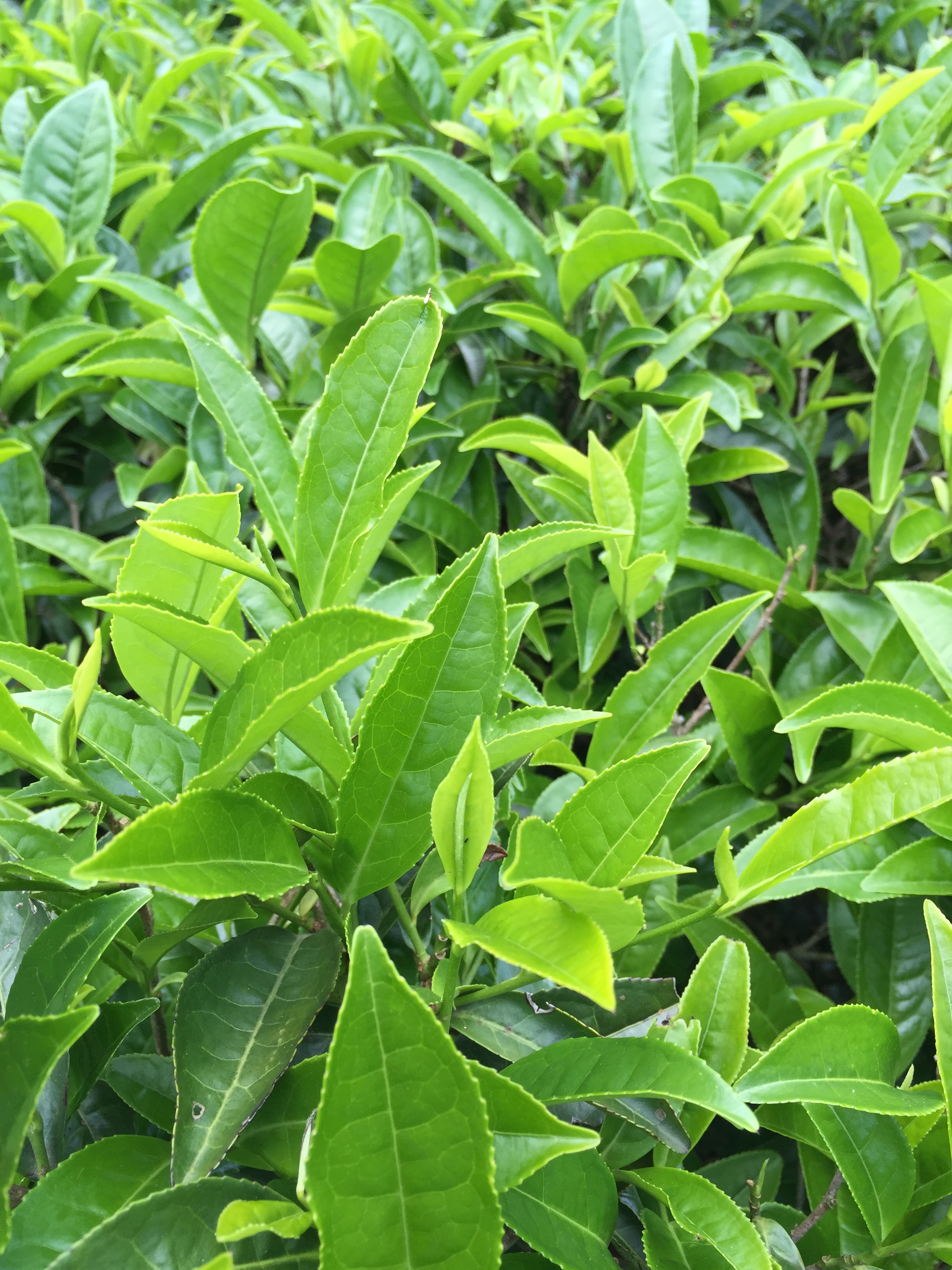 从业十年我所经历的火爆和低迷,茶行业真实揭露