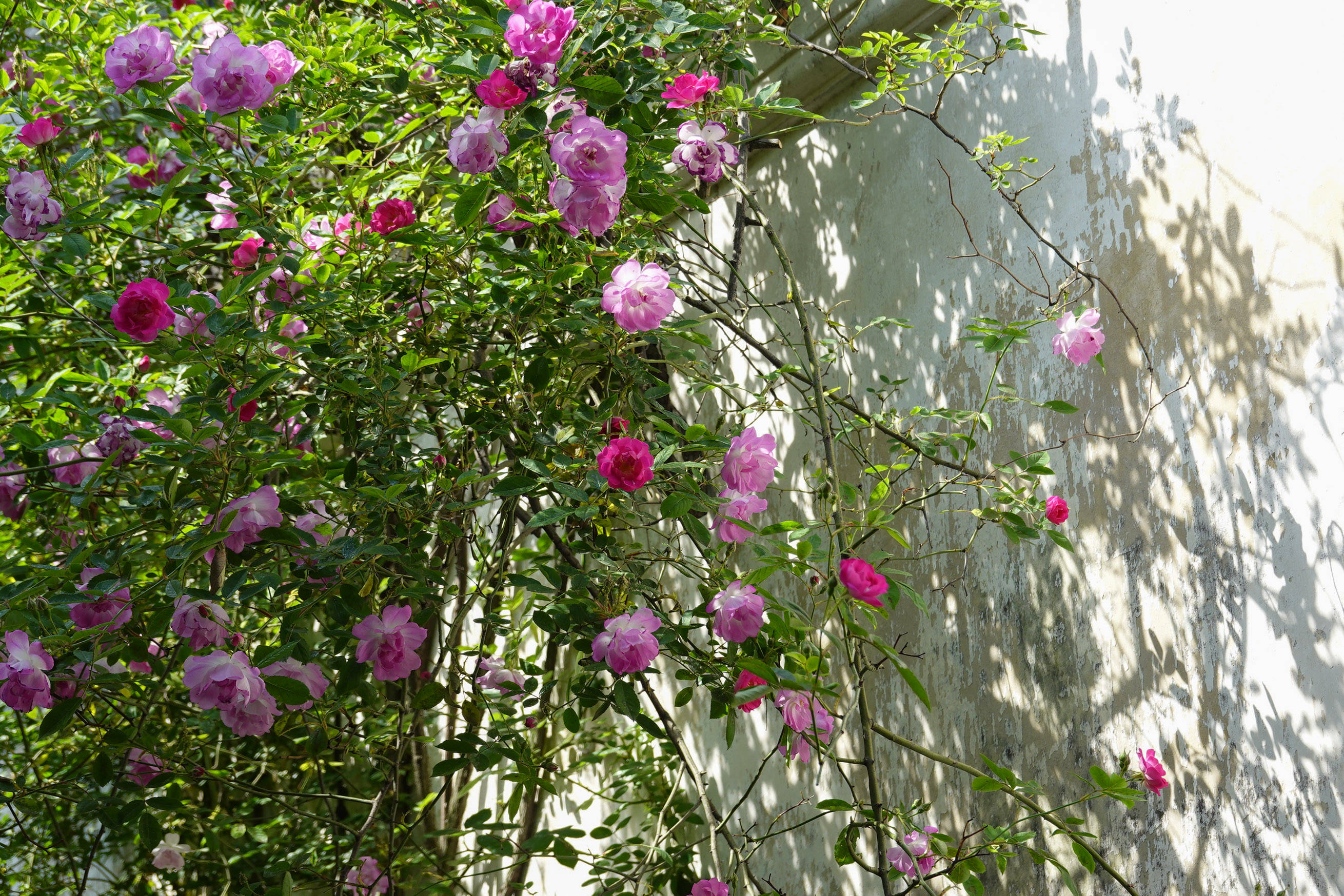 鑻忓窞鏃呮父灏忎紬鏃呮父鏀荤暐,鑻忓窞鏃呮父鏀荤暐灏忎紬鏅偣鎺ㄨ崘