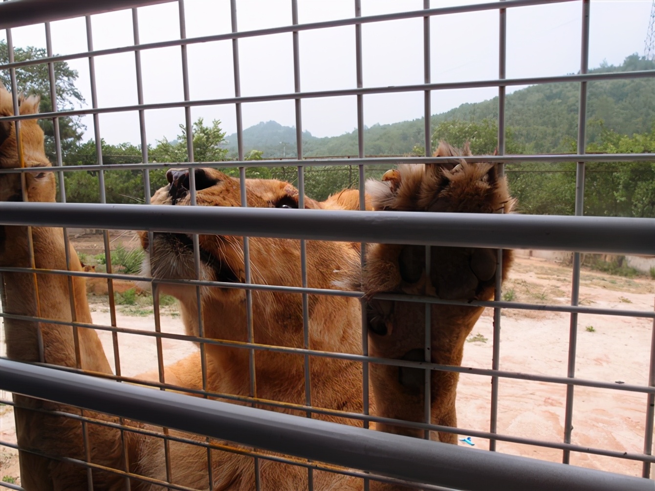 八达岭动物园观看老虎,八达岭动物园游玩