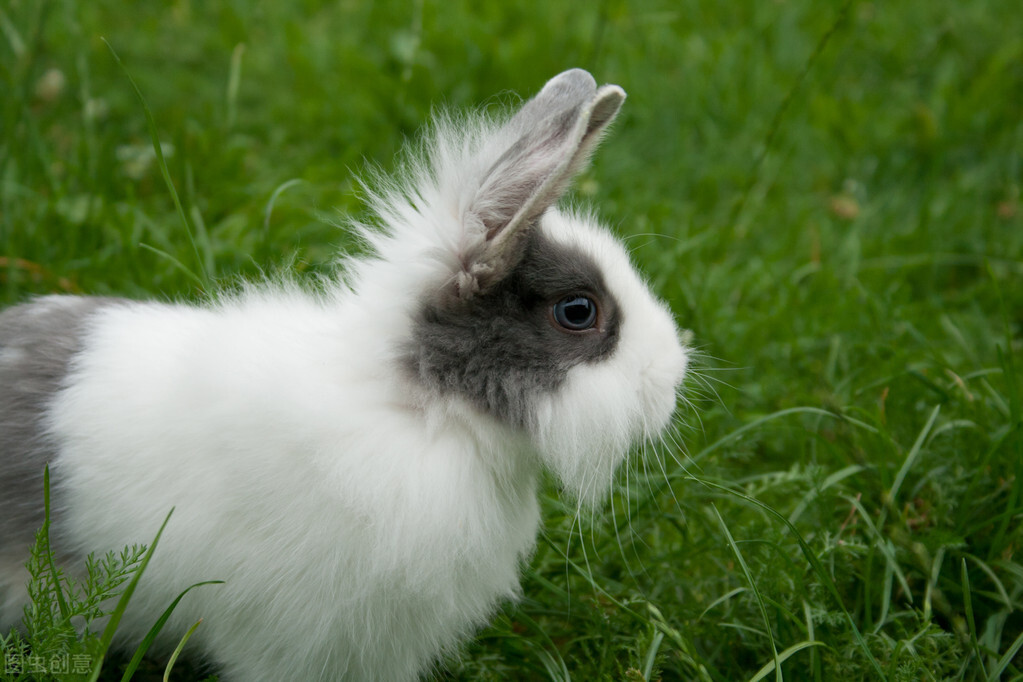 如何处理兔子的伤口,兔子伤口怎么清洗