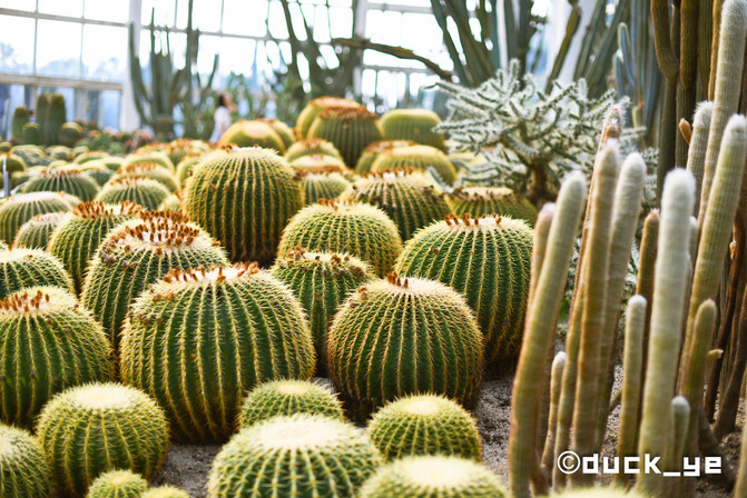 厦门网红拍照打卡地高铁,厦门旅游网红拍照