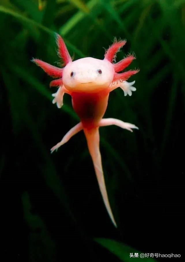 六角恐龙鱼为什么有再生能力,六角恐龙鱼腿再生