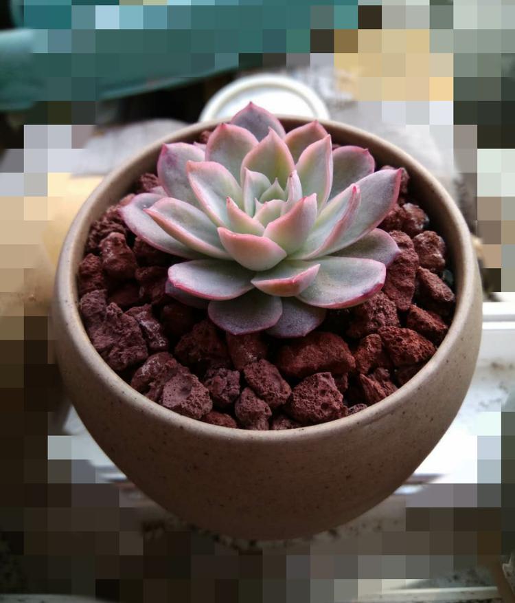 每一棵多肉都承载了一段时光,每一棵多肉都是独一无二