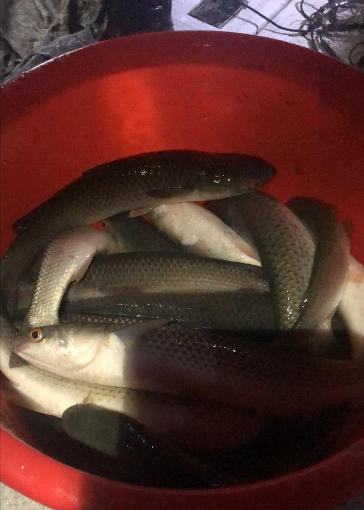 淡水乌头鱼为什么没人吃,野生乌头鱼为什么难吃