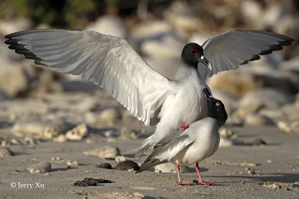 情人节,就该和爱的人*爱做**做的事