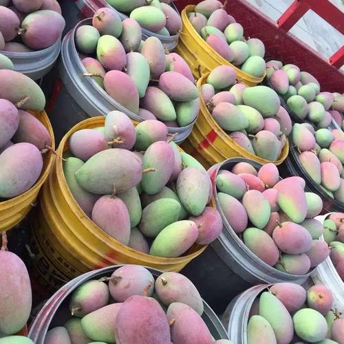 夏季最适宜吃的凉爽的水果,在夏天解渴的水果有什么