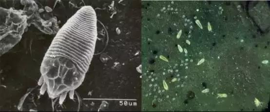 柑橘打锈壁虱最佳时间,柑橘锈壁虱怎么处理
