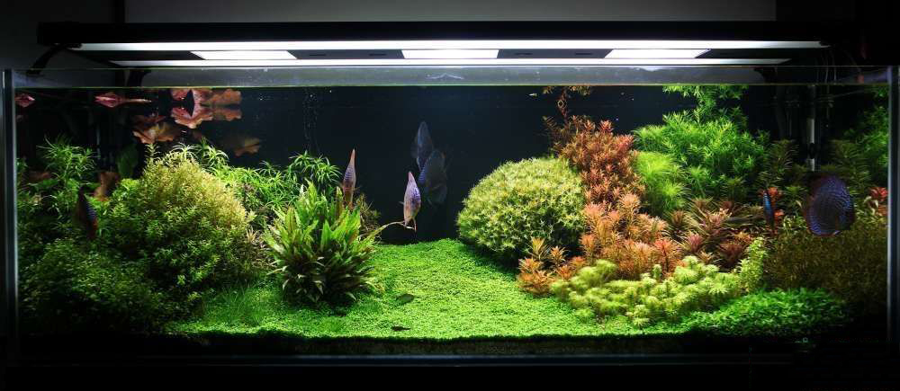 铺底砂养七彩神仙鱼造景,七彩神仙鱼缸造景效果图