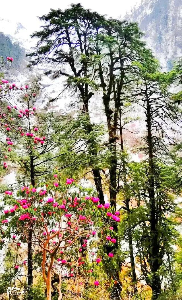 遇见怒江丨这是“我”手机镜头里的贡山风光