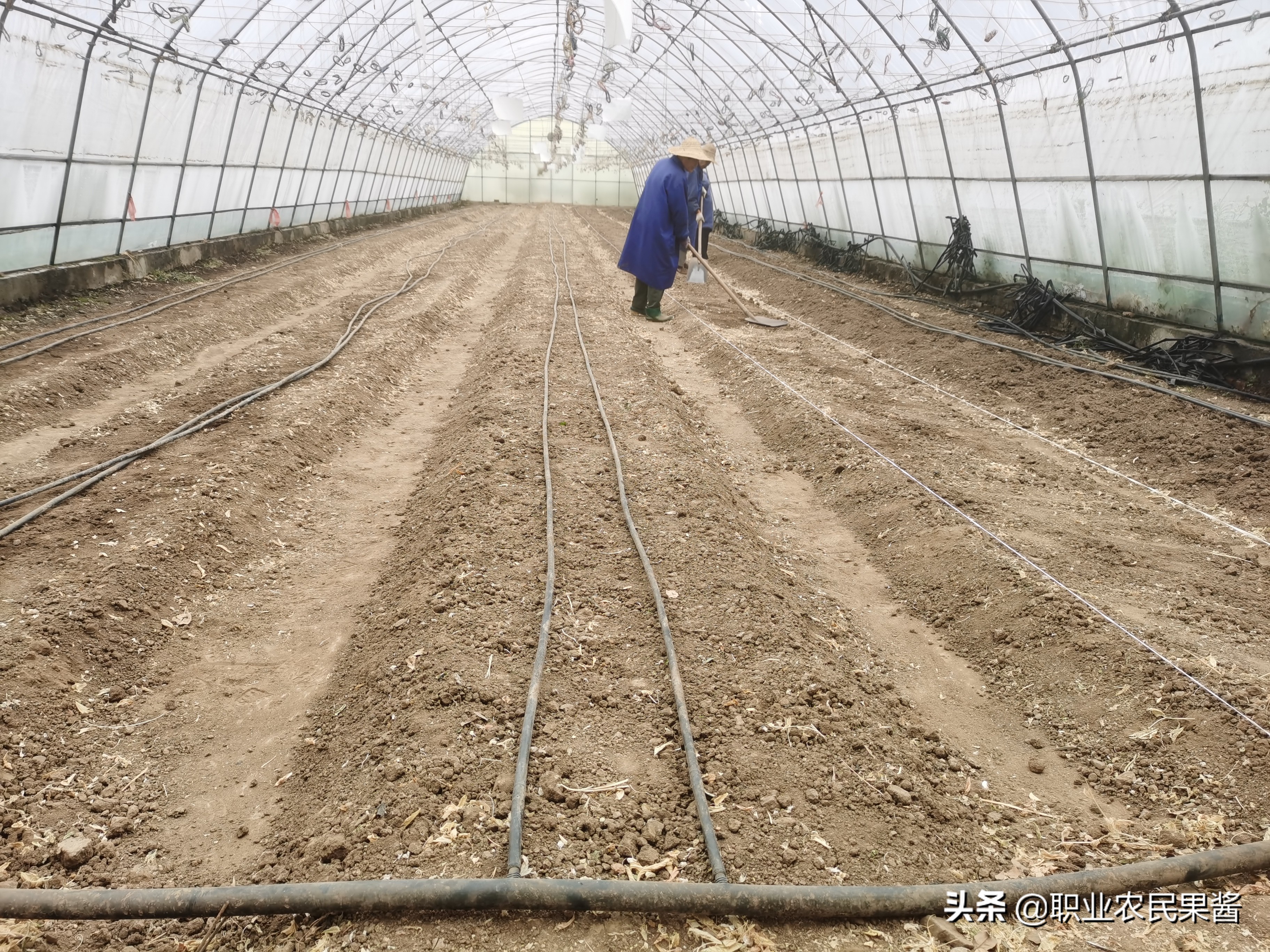 大棚蔬菜种植如何起垄,大棚蔬菜种植整地