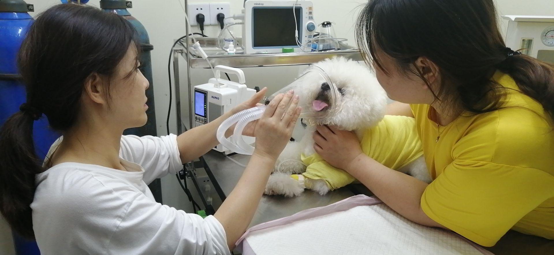 拜耳宠物杀虫,拜耳杀虫对宠物有害吗