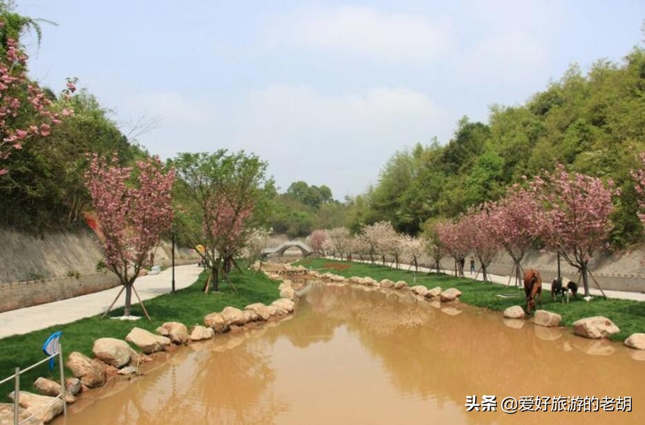 长沙堪比武汉东湖樱花园的地方，1万株樱花，为啥去的人却不多？