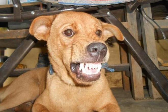 狗狗为什么喜欢咬主人的衣物,狗狗为什么喜欢咬主人的头发