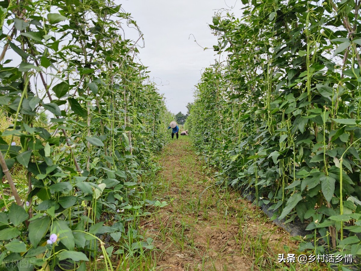 豆角叶发黄开花都落了怎么办,豆角下面出现黄叶如何防治