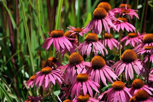 乡村庭院花园,乡村庭院花园设计实景图