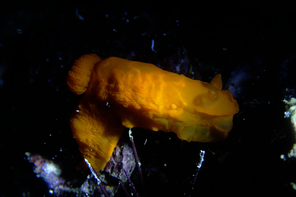 珠海海兔,它们在万山岛活得不错,明年再探望它们