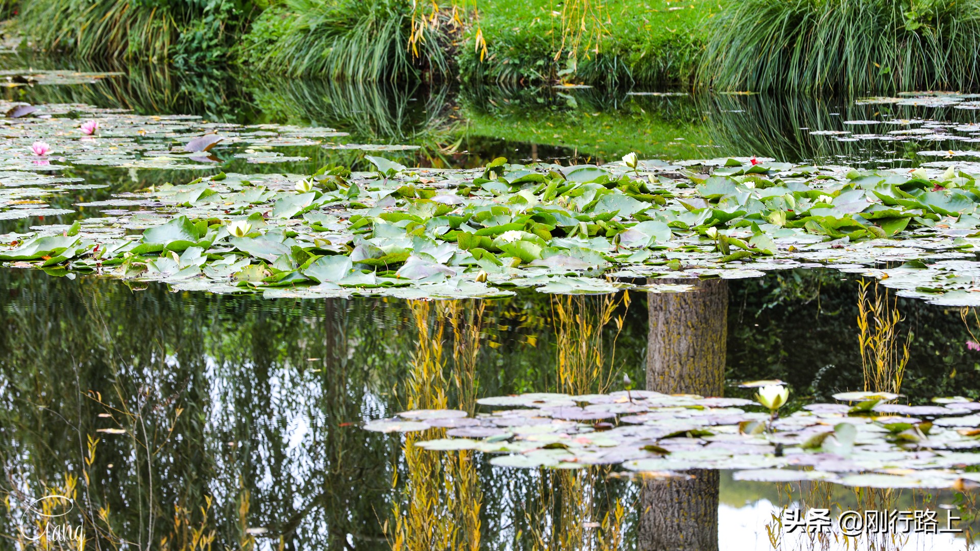 莫奈睡莲的特殊之处,莫奈睡莲超高清大图