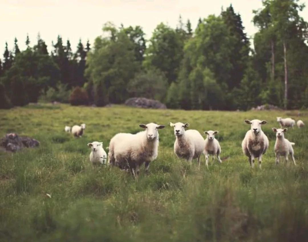 父亲节礼物花,父亲节送什么花好看
